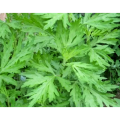 Herba Lysimachiae Christina Loosestrife Herb Extract