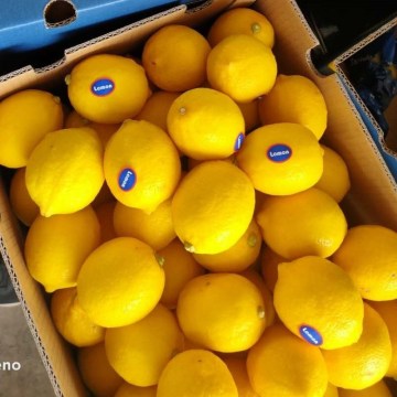 LEMON GOOD QUALITY CROP 2021