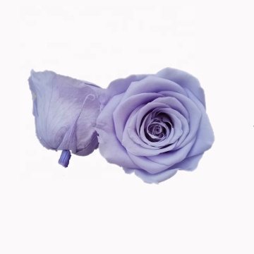 A Grade Fresh Cut Roses Real Touch Flowers Wholesale Eternal Rose Preserved Roses" could be appropriately titled "Wholesale Eternal Rose Preserved Roses". This title highlights the long-lasting nature of the product and its suitability for bulk purchase, 