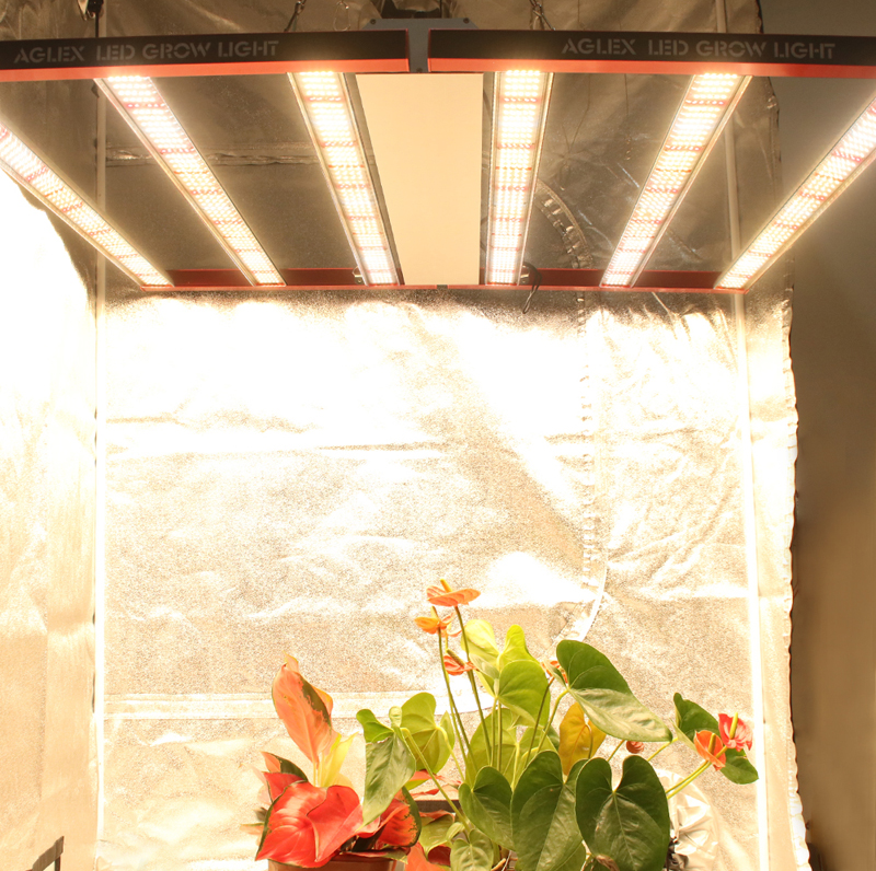 LED Grow Lights 700W untuk loji perubatan hidroponik