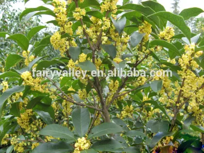 High Quality Yellow And Golden Sweet Osmanthus Fragrans Tree Seeds For Planting