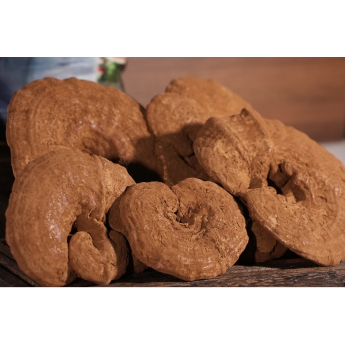 Црвена ганодерма од студени региони на висока надморска височина