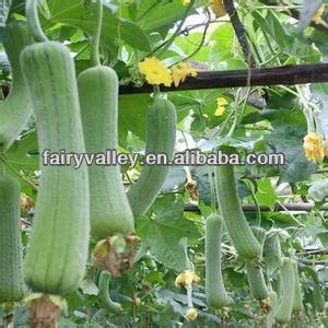 High quality Luffa seeds for growing/Hybrid Luffa seeds/Sponge Gourd Seeds