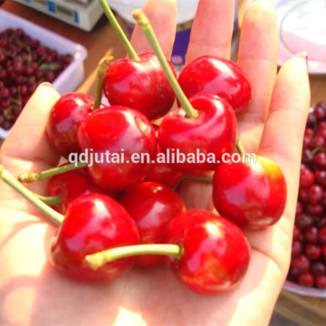 Fresh canned cherry fruit with good quality and color for import