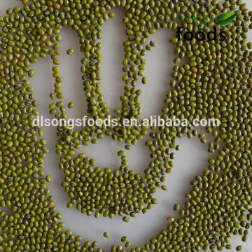 China Vigna radiata for new crop