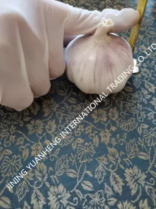 Fresh pure white /normal white chinese garlic