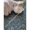 /msite/products/detail/productid/57714644/id/677584.html