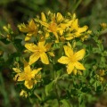 Polvere di estratto di Hypericum perforatum