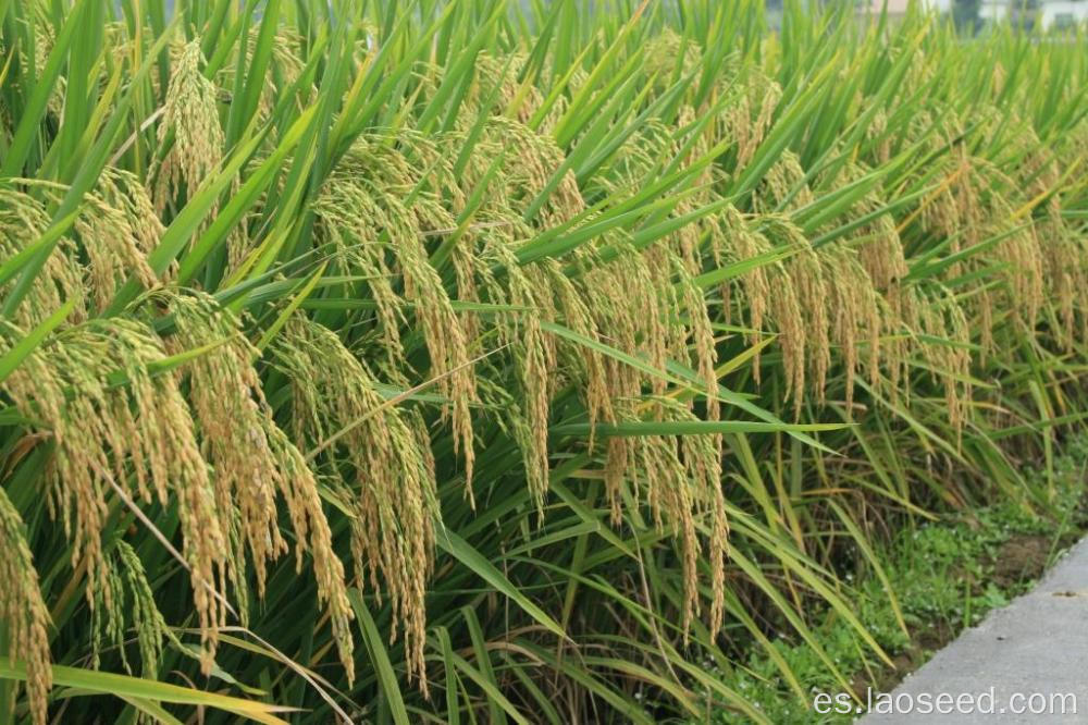 Semillas de arroz de alta calidad