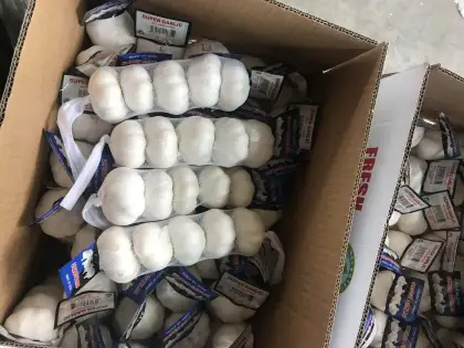 Pure White Snow White Garlic