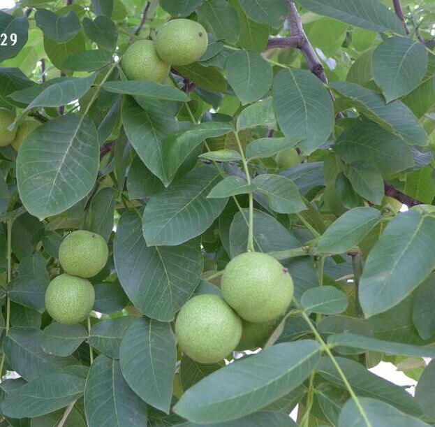 California walnut tree