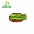 Asparago Cochinchinensis Raiz Extract Powder