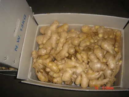 Air Dry Fresh Ginger New Harvest