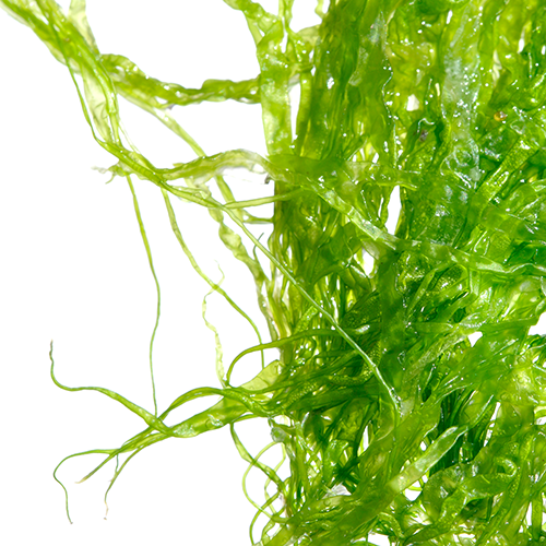 Herbal Extract of Seaweed Extract for Promote Growth