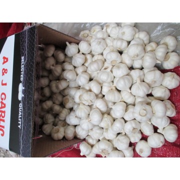 Best Quality Pure White Garlic 2020