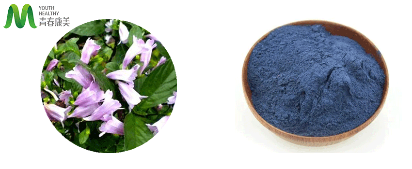 Indigo-Powder3