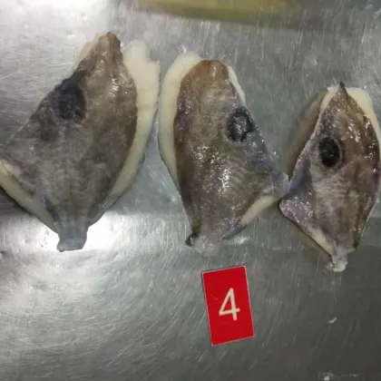 Frozen John Fory Fish Fillets