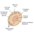 Food Flavor Enhancer Yeast Extract Powder Yeast