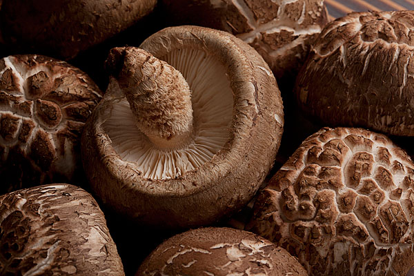 Brown Flower Mushroom