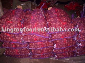 Chinese Chestnut