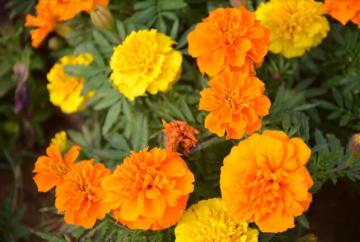 French Marigold Seeds For Sale