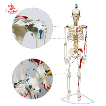 Colored Human Skeleton Model with Muscle Origins and Terminations - 85cm Half Body Teaching Demonstration
