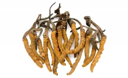 Cordyceps Sinensis Extract 40% Polysaccharides Powder