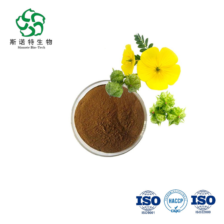 Good Quality Organic Bulk Natural 40 90 Saponinstribulus Terrestris Extract
