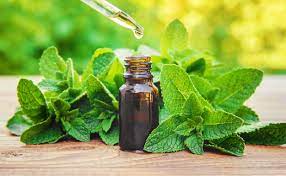 peppermint oil4