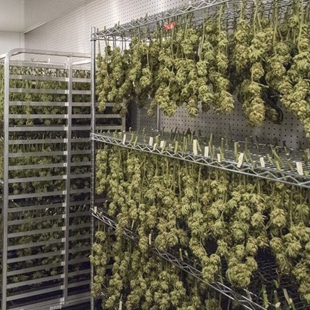 cannabis plant grow light