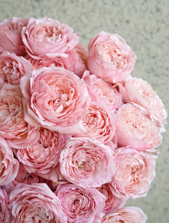 Juliet Multi Headed Roses