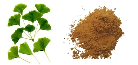 Ginkgo Biloba