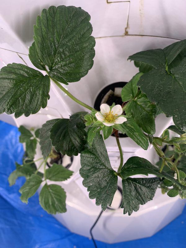 Vegetables lettuce Agricultural Greenhouse Rotary Aeroponic