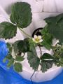 Vegetales LECHUCE AGRÍCULO VARIO ROTARIO AEROPONIC