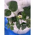 Vegetables lettuce Agricultural Greenhouse Rotary Aeroponic