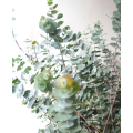 বাড়ির সাজসজ্জার জন্য বড় পাতার ইউক্যালিপটাস