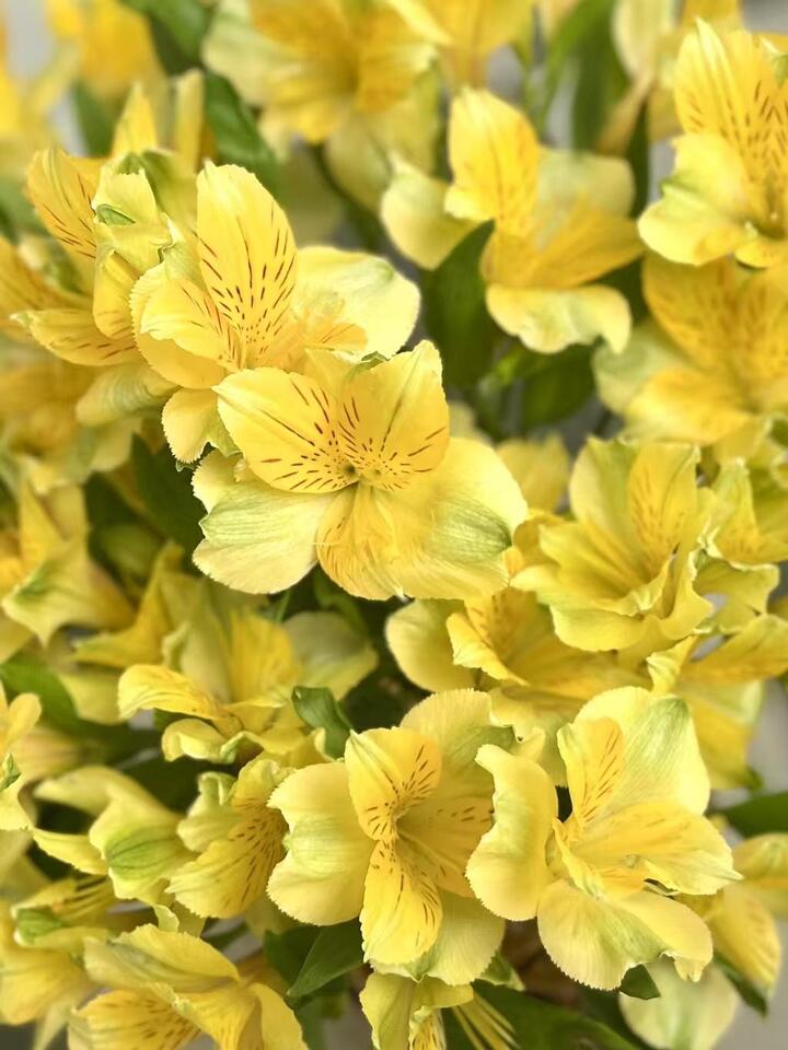 Yellow Alstroemeria