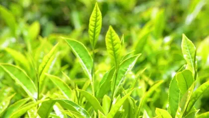 Central Asia Green tea