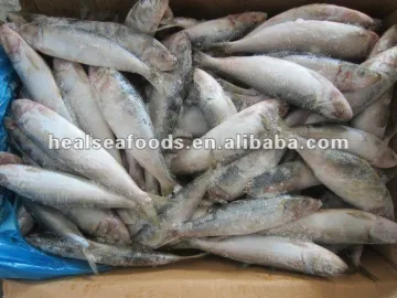 Frozen Fish Sardinella Autita