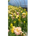 প্রিমিয়াম শ্যাম্পেন Lisianthus তাজা কাট ফুল 75cm দৈর্ঘ্য