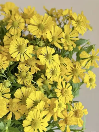 Oil Painting Daisy spray chrysanthemum