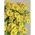 তেল পেইন্টিং ডেইজি স্প্রে chrysanthemum