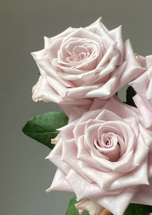 Manta Rose