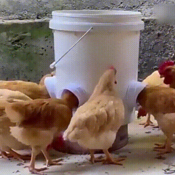 Rain Proof DIY Bucket Chicken Feeder