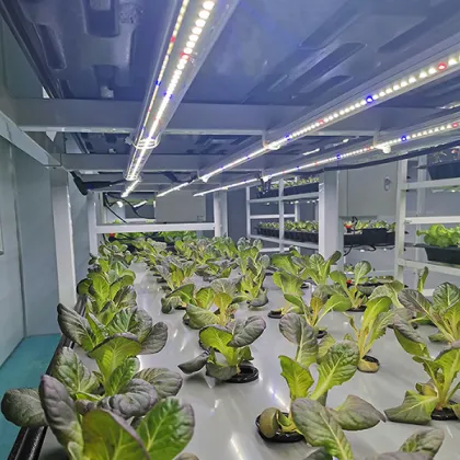 Strawberry Hydroponics Greenhouse Lettuce Grow System