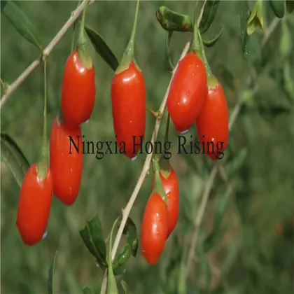 Wild Organic tibetan goji berries