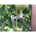 Clip di fissaggio delle piante legate a clip di pomodoro