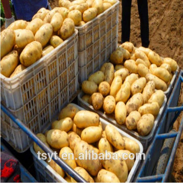 healthy China supplier fresh potato, potato ,fresh holland potato,fresh China potato