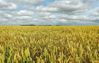 Overwatch Herbicide GROUP Q HERBICIDE