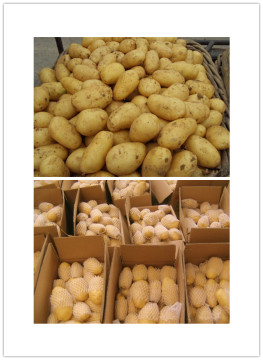 High Quality Fresh Potato (2014)